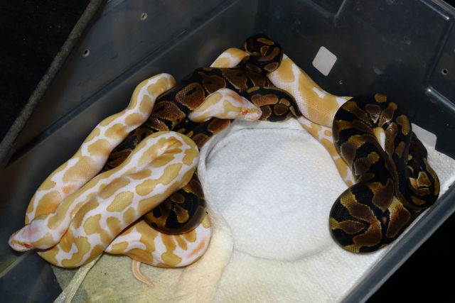 Ball Clutch #19BPC03 Hatched 21 May 2019. Albino Super Banded X Het Albino.