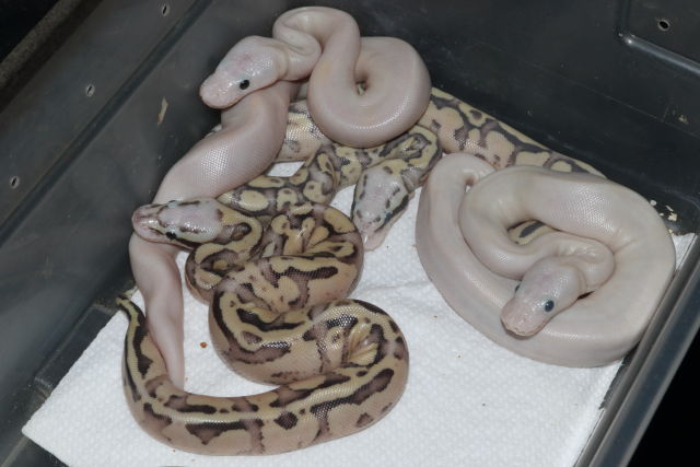 Ball Clutch #19BPC11 Hatch 12 June 2019. Super Fire Super Pastel X Vanilla Fire.