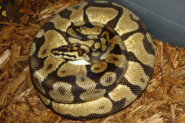 Ball Clutch #19BPC27 Laid 7 June 2019. Enchi X Coral Glow Cinnamon.