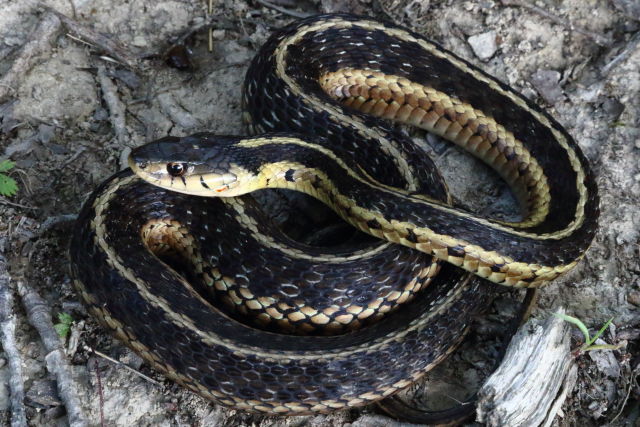 Gravid In Casey County, KY 2019.