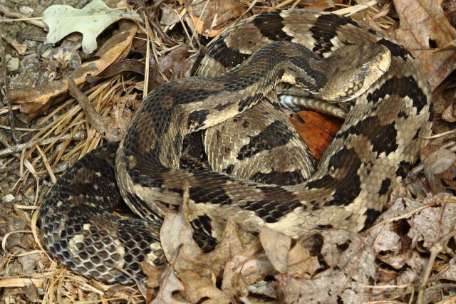 Casey County, Kentucky 2019. About To Shed.