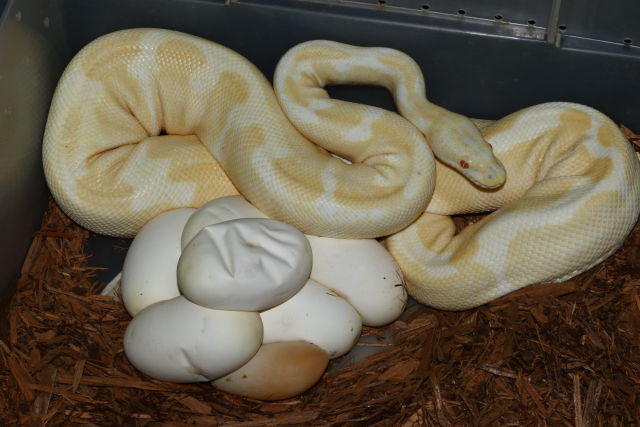 Clutch 19BPC37 Laid 15 July 2019. Paradox Albino Super Banded X Albino Super Banded.