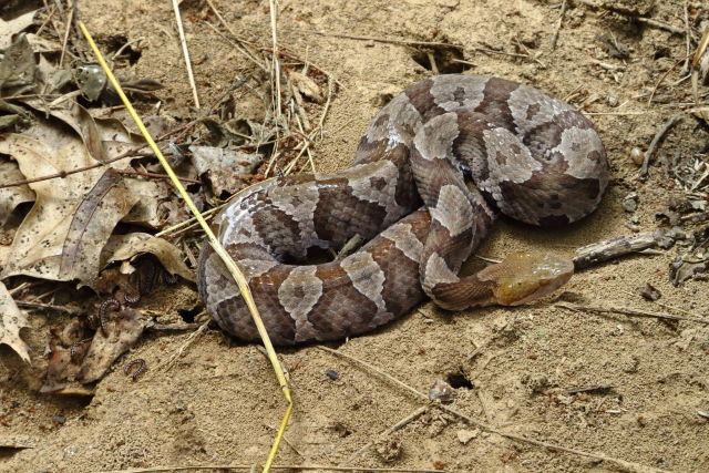 Gravid In Hart County, KY. July 2019.