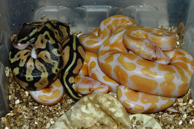 Clutch #19BPC21 Hatch 18 July 2019. Pastel Lavender Albino X Double Het Pied Lavender Albino.