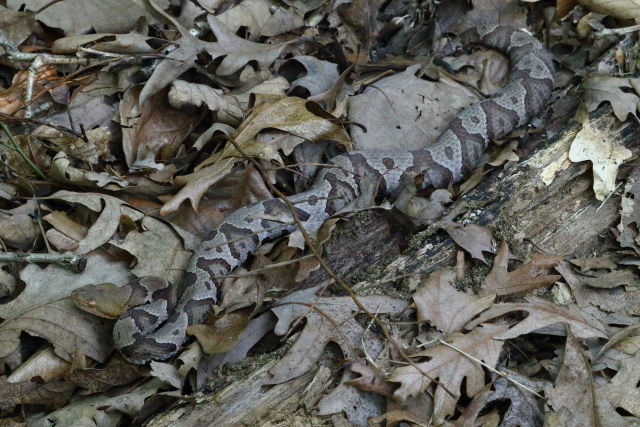 Gravid In-Situ Bullitt County, KY 2019.