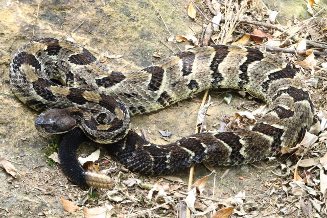 Casey County, KY 2019 Male.