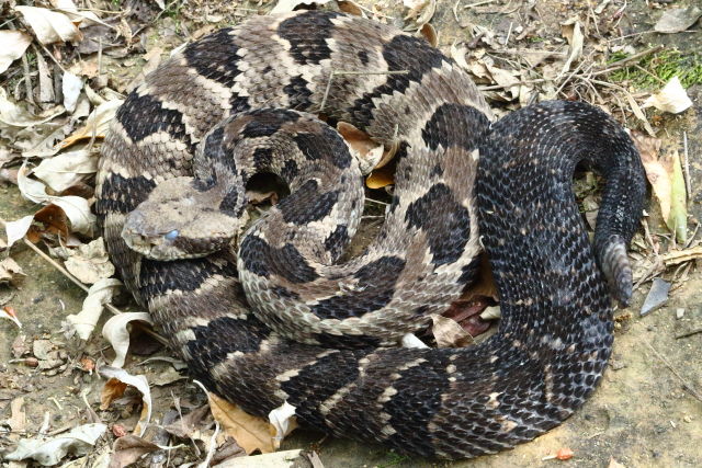 Casey County, KY 2019 Gravid Pre-Shed.