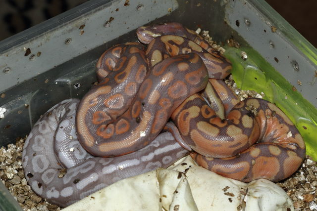 Clutch #19BPC27 Hatch 28 July 2019. Coral Glow Cinnamon Pastel X Pastel Enchi.