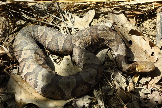 Gravid In-Situ Hart County, KY 2019.