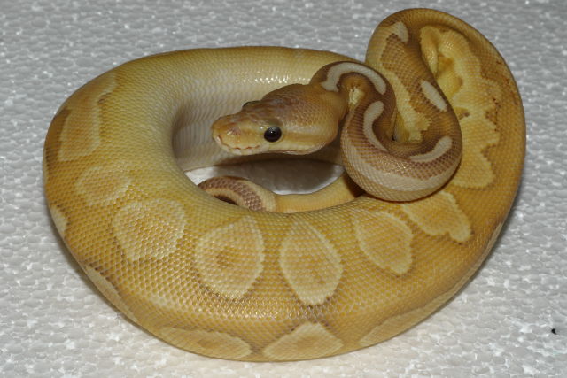 Male Coral Glow Cinnamon Pastel Fire Enchi Lesser.