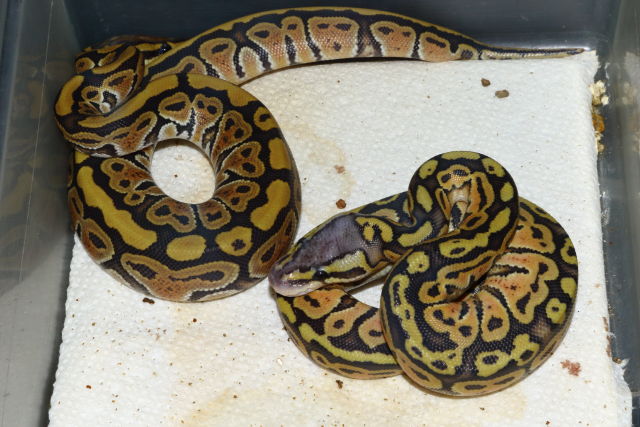 Clutch #19BPC29 Hatch 1 September 2019. Super Pastel Hypo X Pastel Het Hypo.