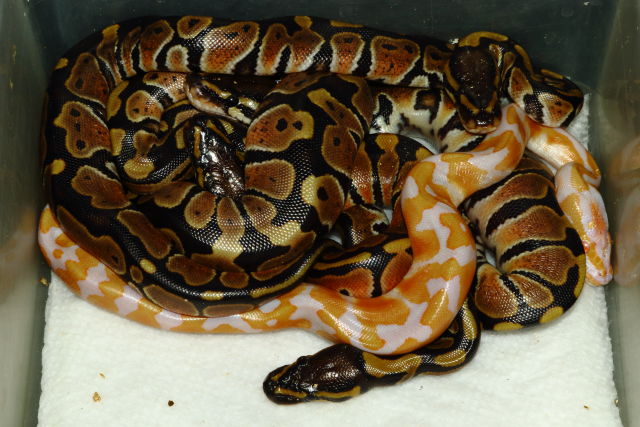 Clutch #19BPC40 Hatch 21 September 2019. Super Banded Albino X Het Albino.