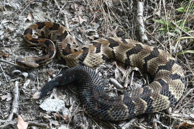 Gravid In Casey County, KY 2019.