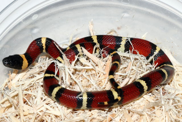 Female 100% Het Albino Freer, TX. 