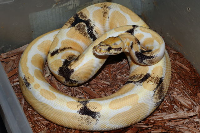 Paradox Albino Tiger October 2019.