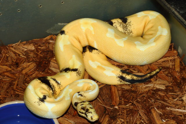 Paradox Albino Tiger October 2019.