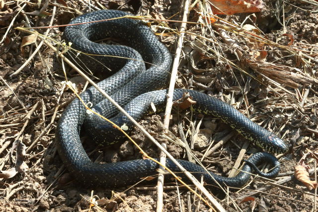 In-Situ In Bullitt County, KY 2019.