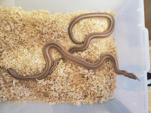 Dome Rocks La Paz County, Arizona Locality Rosy Boa Breeders.