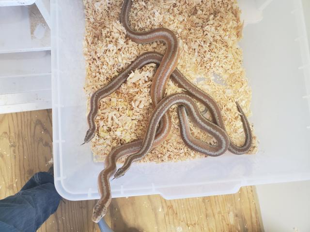 Dome Rocks  La Paz County, Arizona Locality Rosy Boa Breeders.