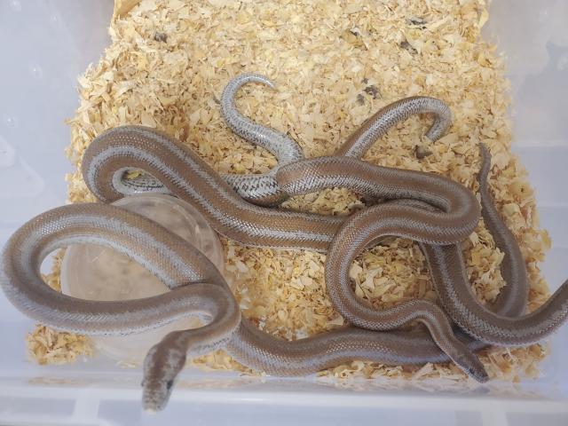 Corn Springs Riverside County, California Locality Rosy Boa Breeders.