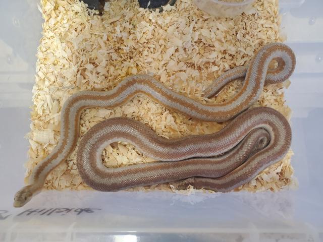 Yucca Valley San Bernardino County, California Locality Rosy Boa Breeders.