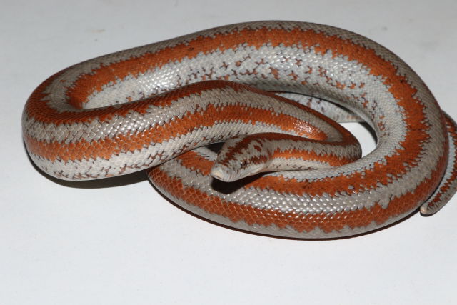 Sub Adult Female Yucca Valley, CA Female Rosy Boa.