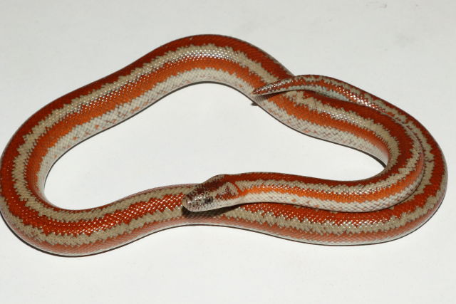 Adult Male Corn Springs, CA Rosy Boa Breeder.