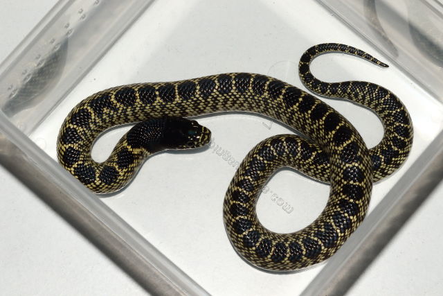 Male Desert Kingsnake Brewster County, TX Locality 3 Miles West of Marathon.