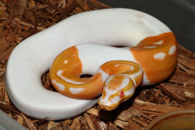 Female Albino Tiger Pied #19BPC395. 