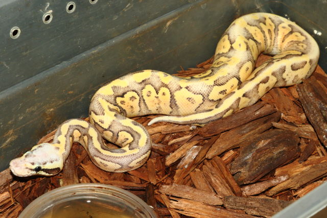 Female Super Pastel Fire #19BPC163. Nov 19.