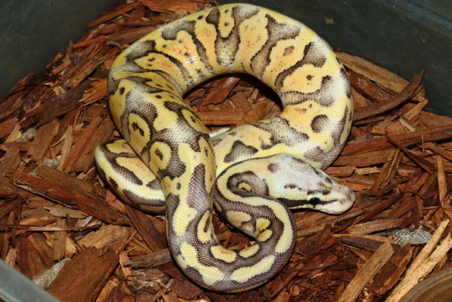 Female Super Pastel Fire #19BPC164. Nov 19.