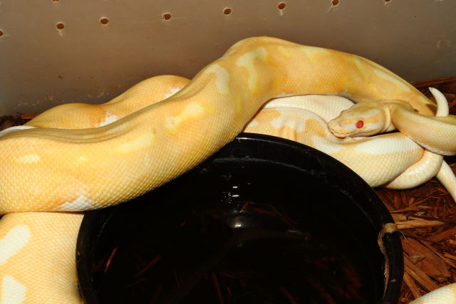 Albino Pied Tiger X Albino Tiger November 2019.