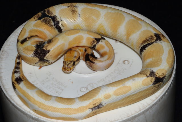 Tiger Paradox Albino January 2020. One Albino Eye One Normal Eye!