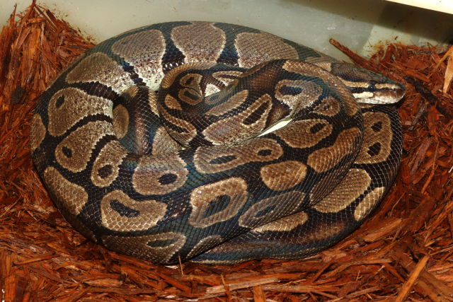 Clutch #20BPC06 Laid 14 April 2020. Tiger Het Albino X Albino Super Tiger. Paradox Producers.