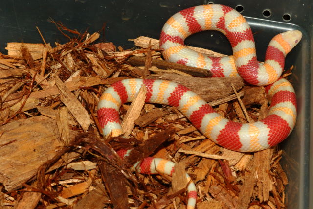 Female Albino June 2020.