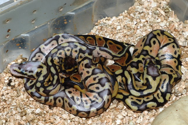 Ball Clutch #20BPC01 Hatched 14 May 2020. Pastel Lavender Albino X Pastel.