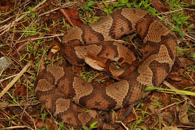 Copperhead From Meade County, KY 2017. 