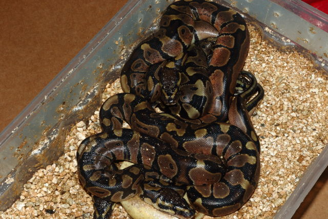 Clutch #20BPC06 Hatch 14 June. Super Tiger Albino X Tiger Het Albino.