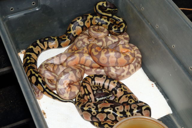 Ball CLutch #20BPC09. Coral Glow Pied X Pastel. Hatch 24 June 2020.