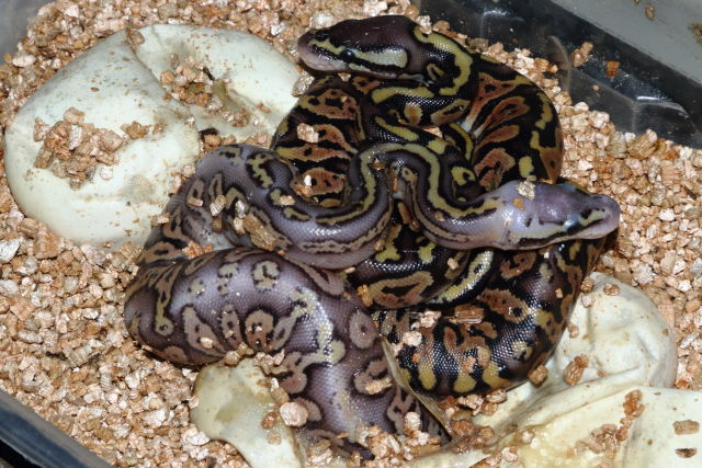 Super Pastel Sapphire Clutch Hatched 24 June 2020.