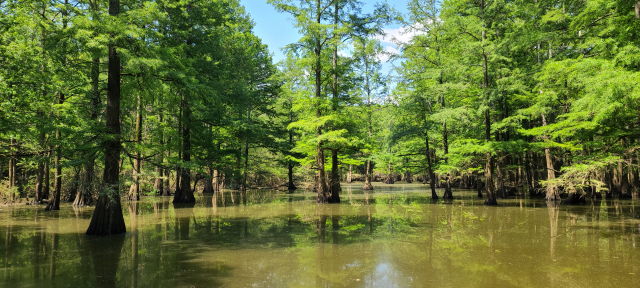 Cypress Swamp In KY Along Mississippi River 2020.