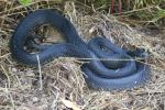 In-Situ Preparing To Shed In Casey County, KY 2020.