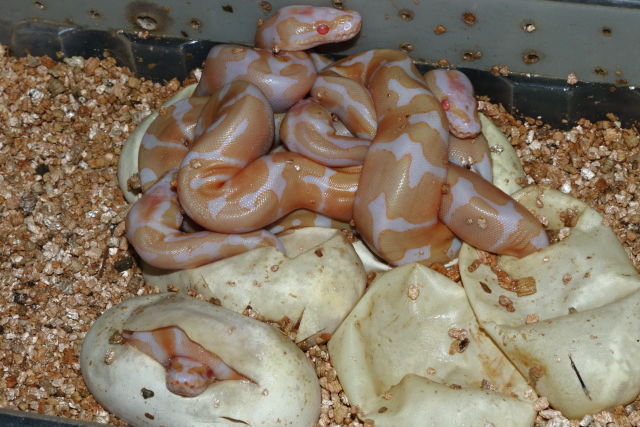 Ball Clutch 20BPC25 Hatch 13 July 2020. Tiger Albino Pied X Tiger Albino.