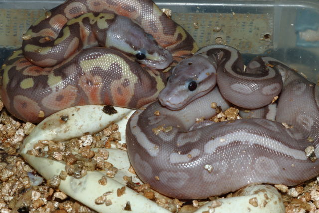 Ball Clutch #20BPC14 Hatch 4 July 2020. Coral Glow Enchi Pastel Cinnamon.