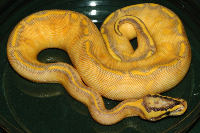 Female Pastel Enchi Highway.