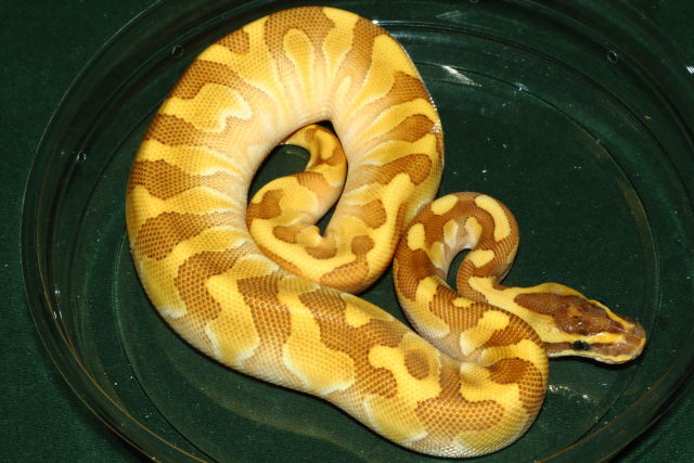 Female Super Enchi Orange Dream Butter.