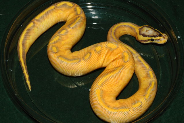 Male Pastel Super Enchi Highway.