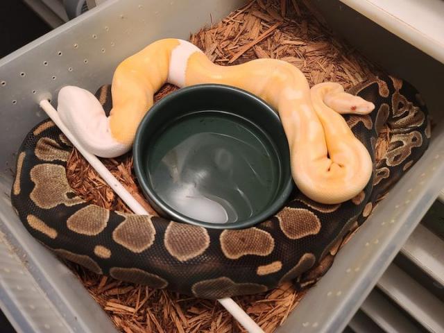 Albino Tiger Pied X Tiger Double Het Albino Pied November 2020.