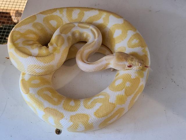 Albino Gravel Het Red Axanthic. Male Breeder. 