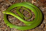 Rough Green Snake.